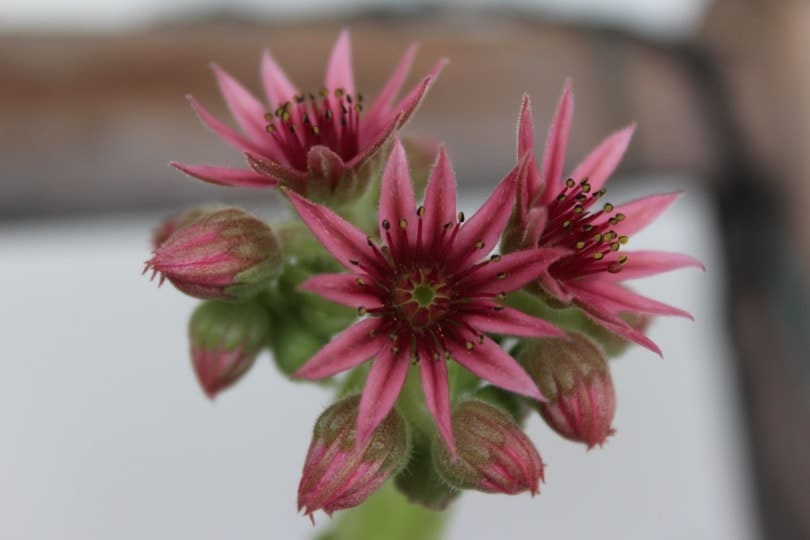 Une joubarbe fleurie