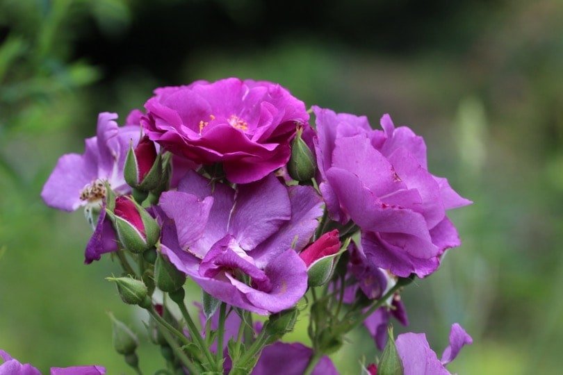 Rosier rhapsody in blue