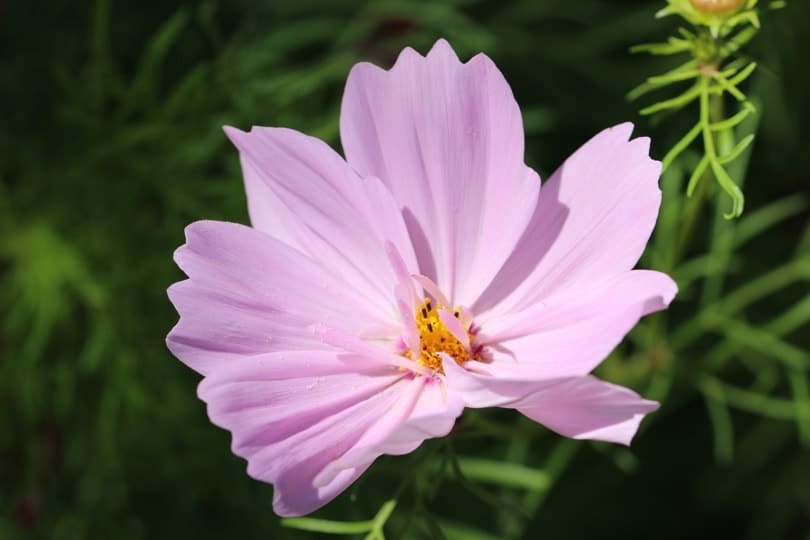 Cosmos rose pale