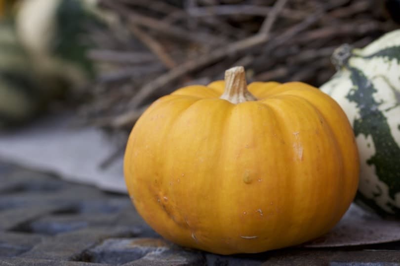 Une coloquinte pour halloween