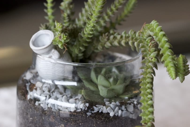 Composition avec succulentes
