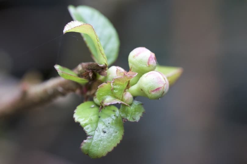 Boutons de fleurs de cognassier