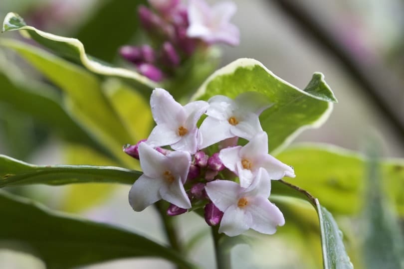 daphné en fleurs