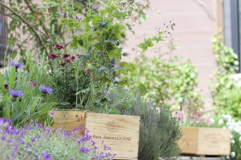mini-jardin dans des caisses à vin