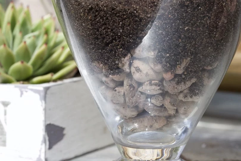 Billes d'argile et terreau pour terrarium en verre
