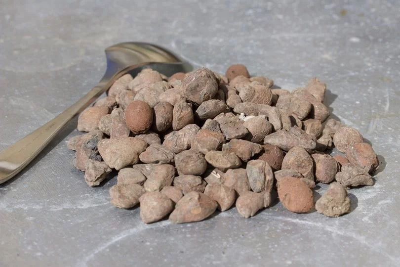 Billes d'argile pour le terrarium en verre