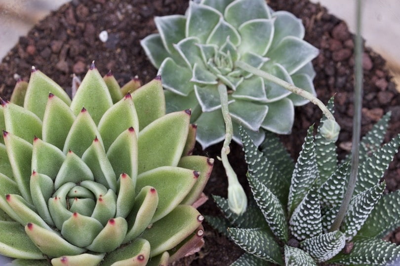 succulentes plantées