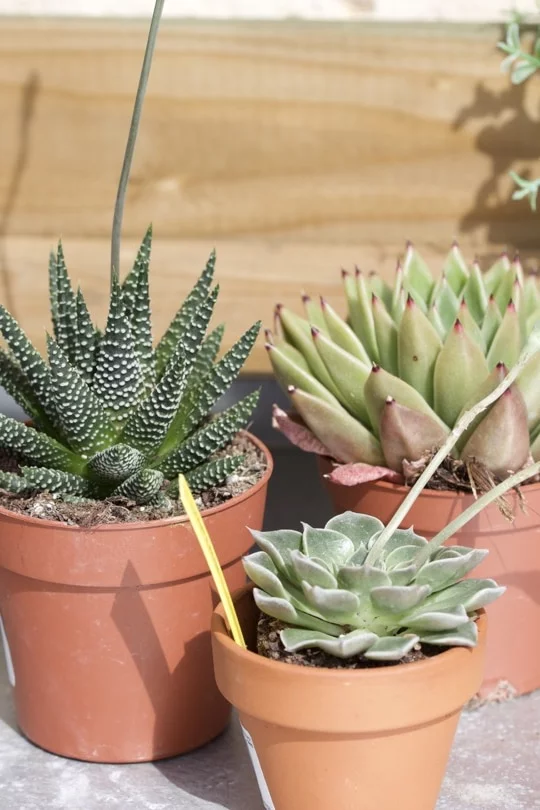 Mes choix de plantes succulentes pour mon terrarium