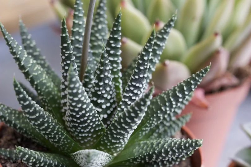 tacitus haworthia echeveria tacitus haworthia echeveria