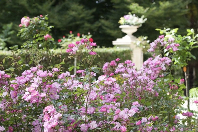 massif de roses