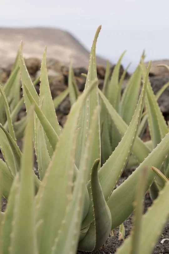 Les longues feuilles de l'Aloe vera Les longues feuilles de l'Aloe vera