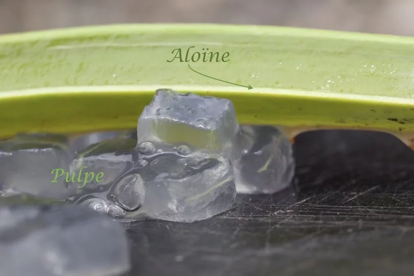 Aloïne et pulpe de l'Aloe vera Aloïne et pulpe de l'Aloe vera