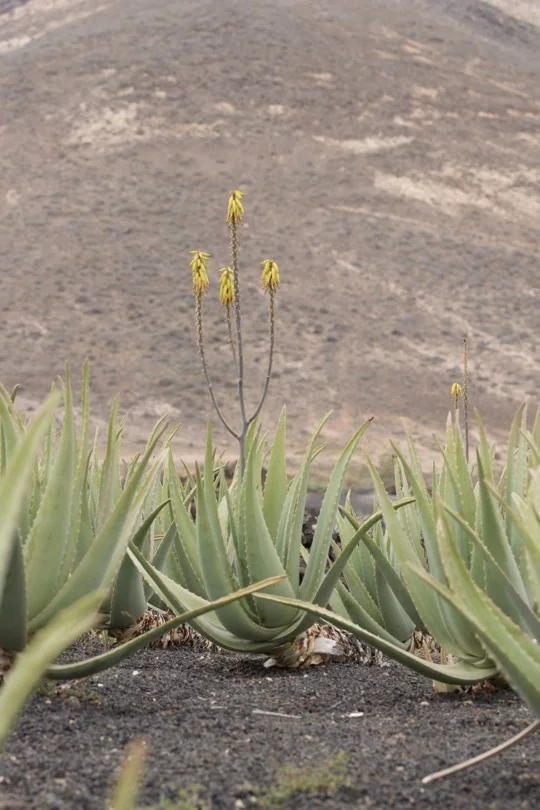 Plantation d'Aloe vera à Lanzarote Plantation d'Aloe vera à Lanzarote