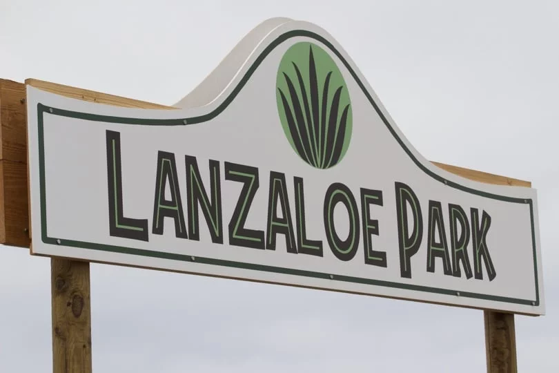 Plantation d'Aloe vera de Lanzarote aux Canaries Plantation d'Aloe vera de Lanzarote aux Canaries
