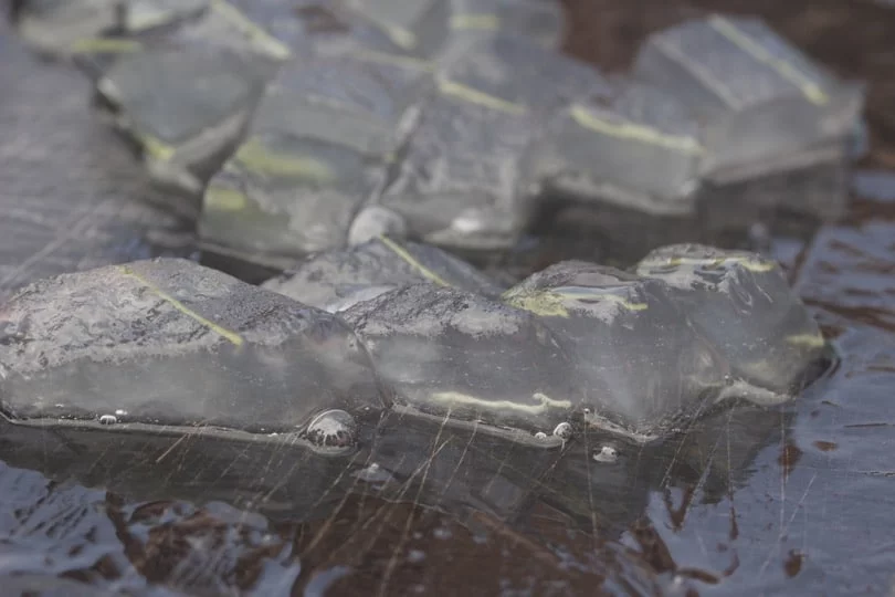 Gel d'Aloe vera Gel d'Aloe vera
