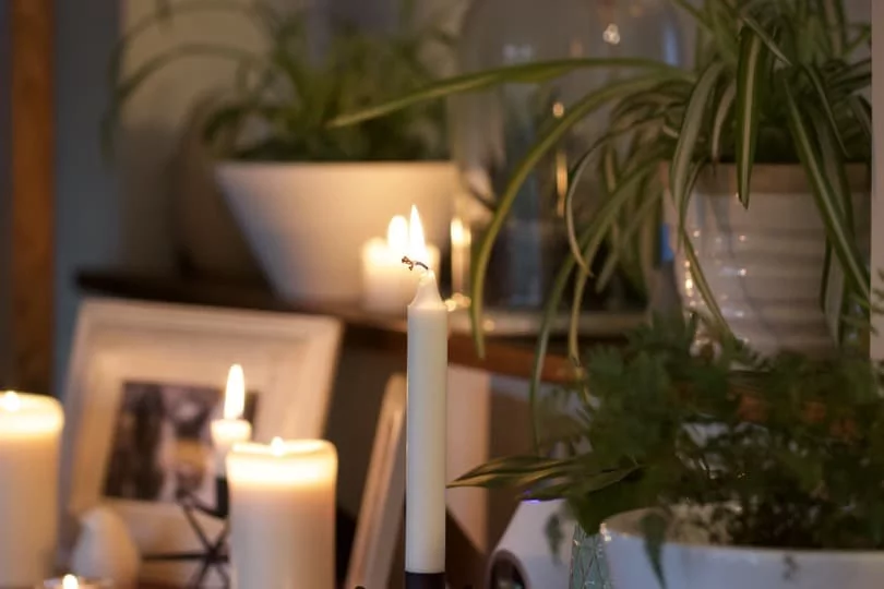 Bougies et plantes pour le hygge Bougies et plantes pour le hygge