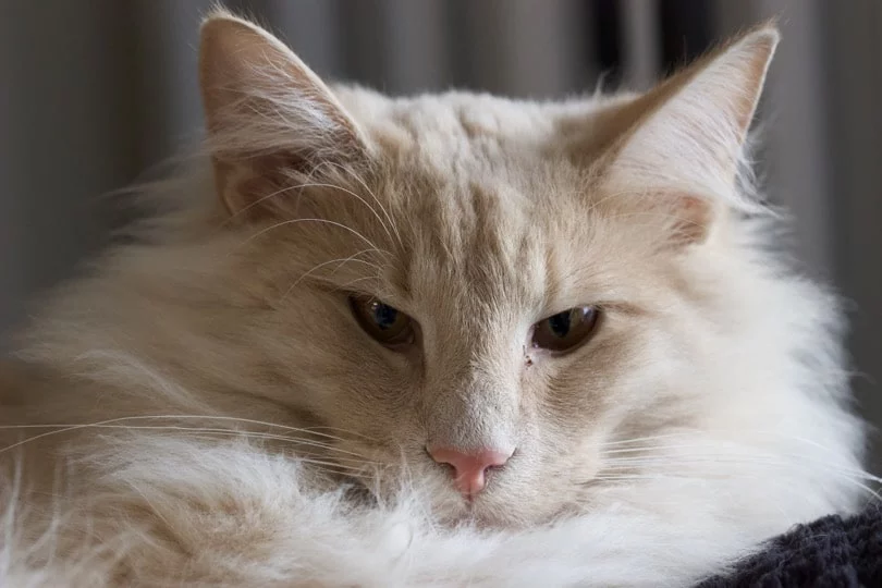 Chat serein Chat serein