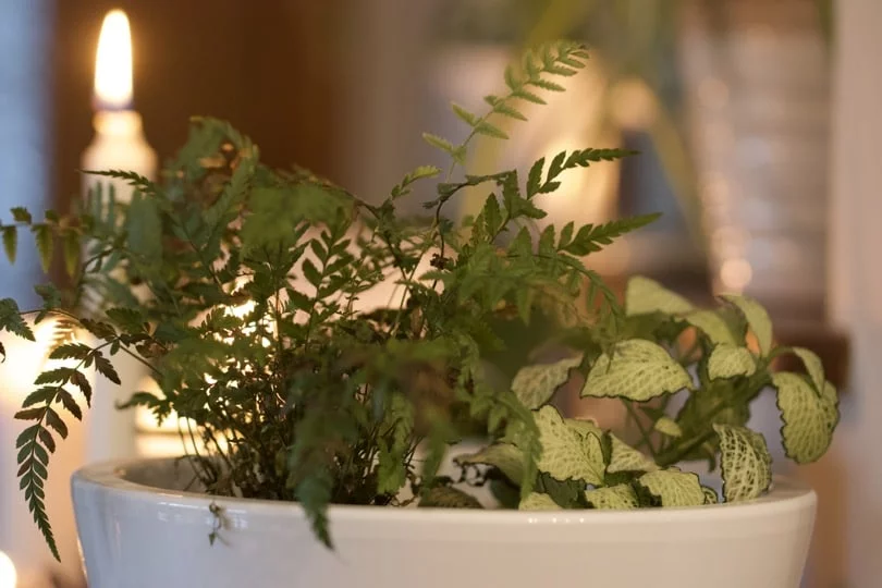 Faire entrer la nature dans son intérieur Faire entrer la nature dans son intérieur