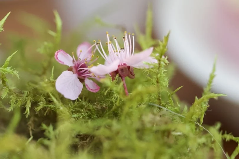 Fleurs de prunus pour une jolie table de Pâques.