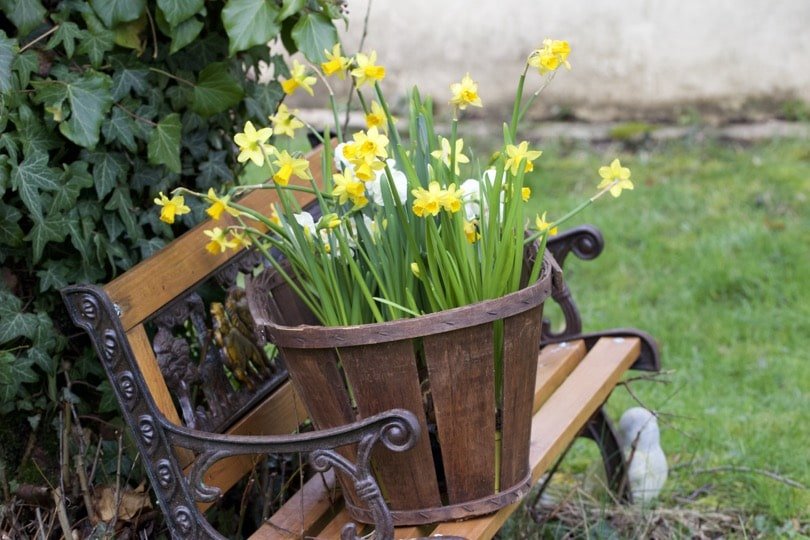 Décorer son jardin avec des narcisses