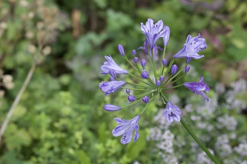 Une Agapanthe pour un jardin en été