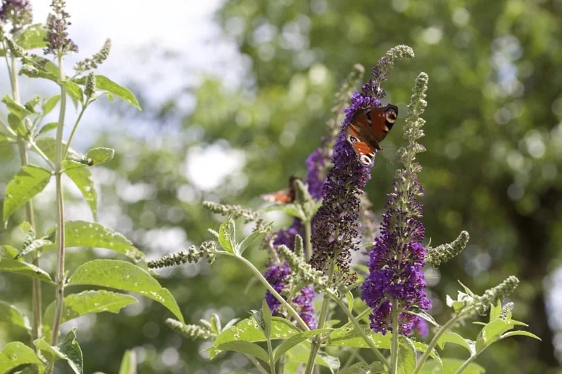 Buddleia dans mon jardin pour l'été