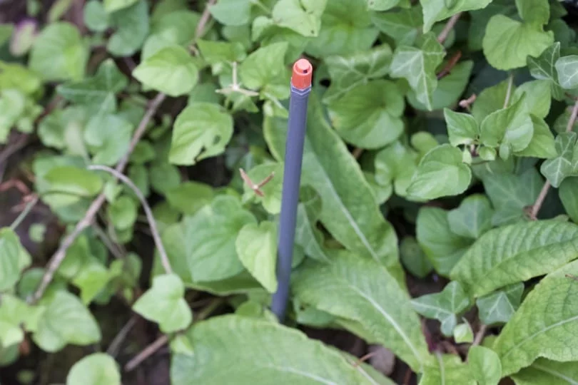 Buse d'arrosage automatique pour un jardin en été.