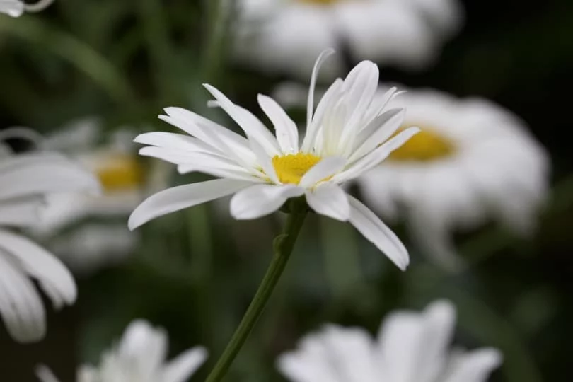 La reine marguerite