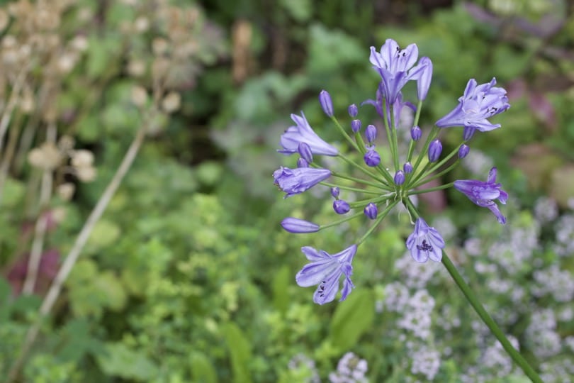 Mon agapanthe au jardin