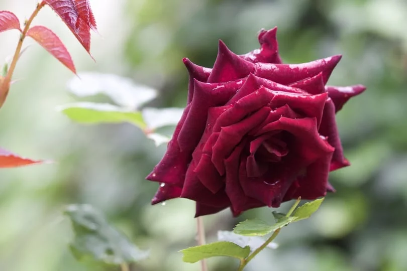 Rose black baccara
