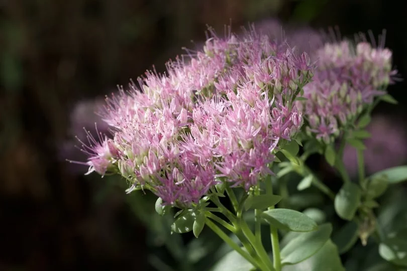 Un sédum dans un jardin en été