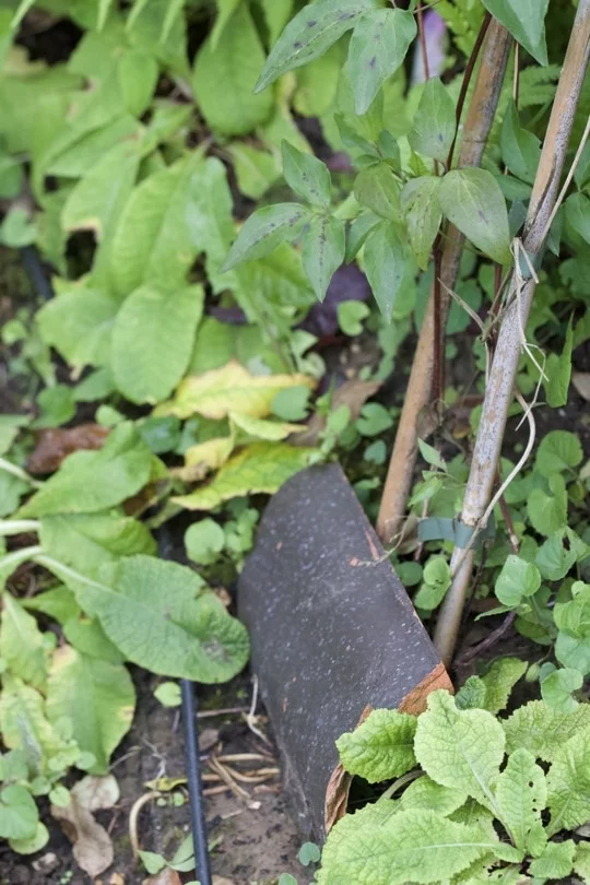 Protéger le pied des clématites avec une tuile pour garder la fraîcheur.