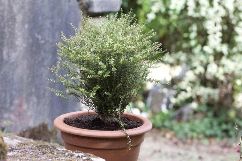 Le chèvrefeuille Lonicera nitida comme une alternative au buis.