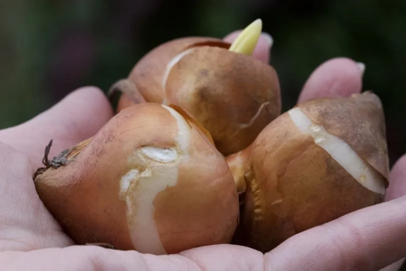 Bulbes de tulipes blanches