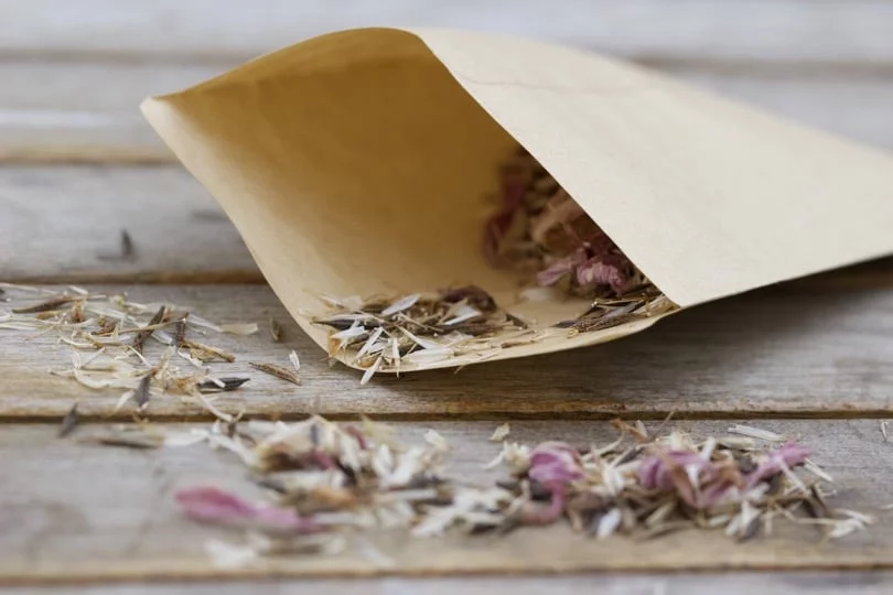 Graines de cosmos dans leur sachet en kraft