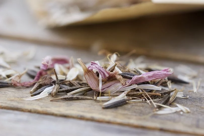 Graines de cosmos après récolte pour ma boîte à graines