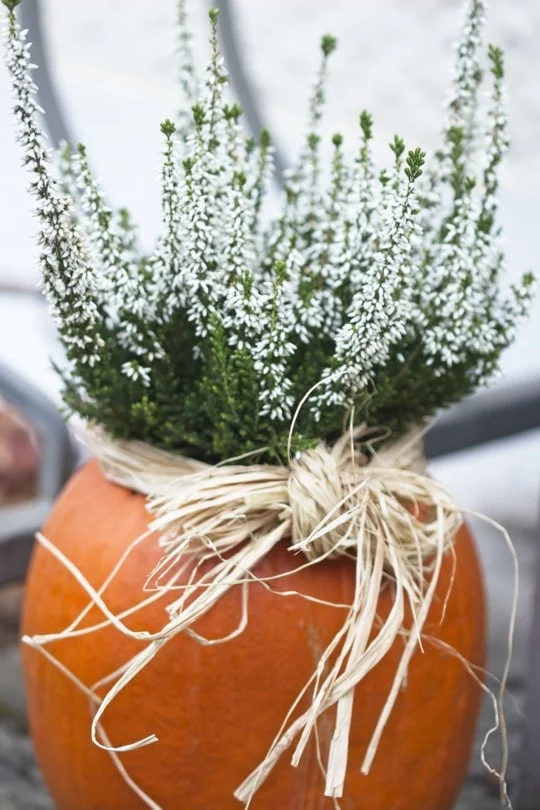 Vase naturel avec une citrouille et de la bruyère