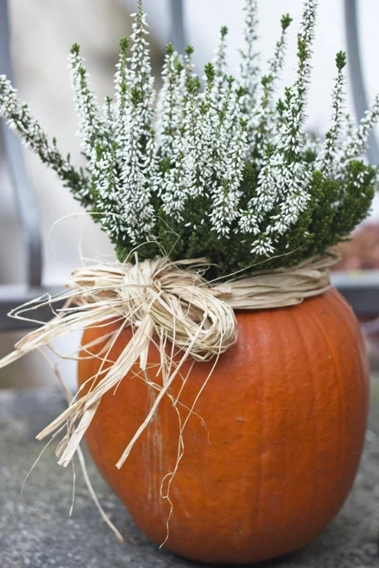 Vase naturel avec une citrouille et de la bruyère