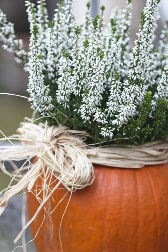 Vase naturel avec une citrouille et de la bruyère