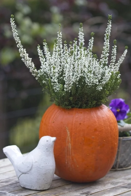 Vase naturel avec une citrouille et de la bruyère