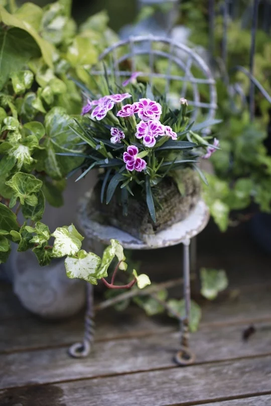 Oeillets avec motte en substrat de fibre de coco