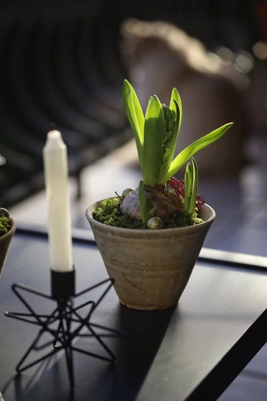 Décorations de dernière minute pour Noël avec des jacinthes