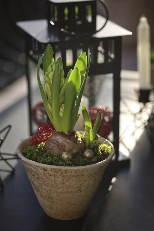 Décorations de dernière minute pour Noël avec des jacinthes