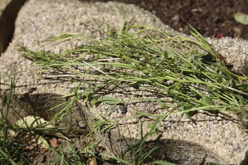 Arrachage des cardamines