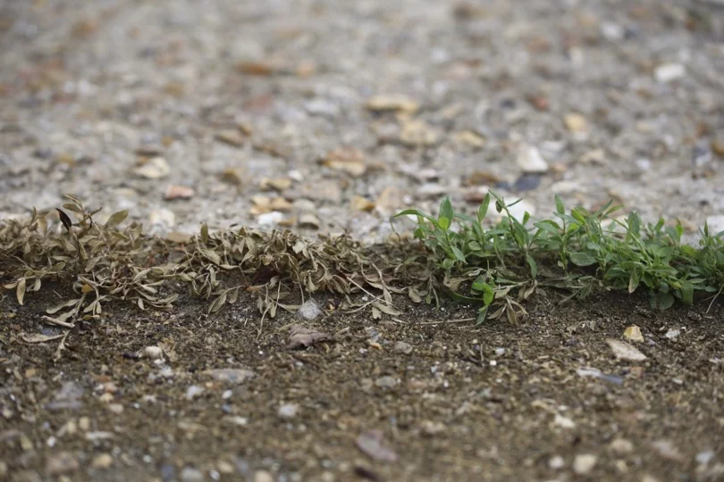 Désherber avec le désherbeur thermique Hozelock