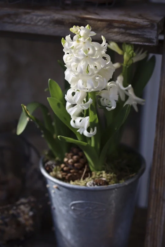 Frémissement printanier