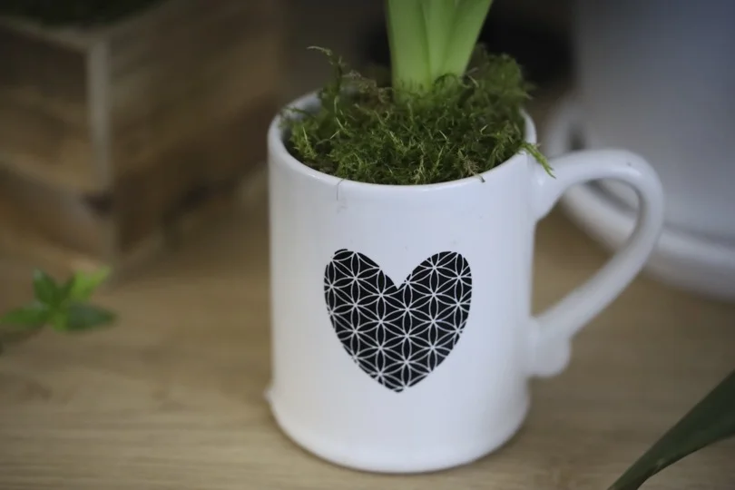 Contenants pour planter des jacinthes