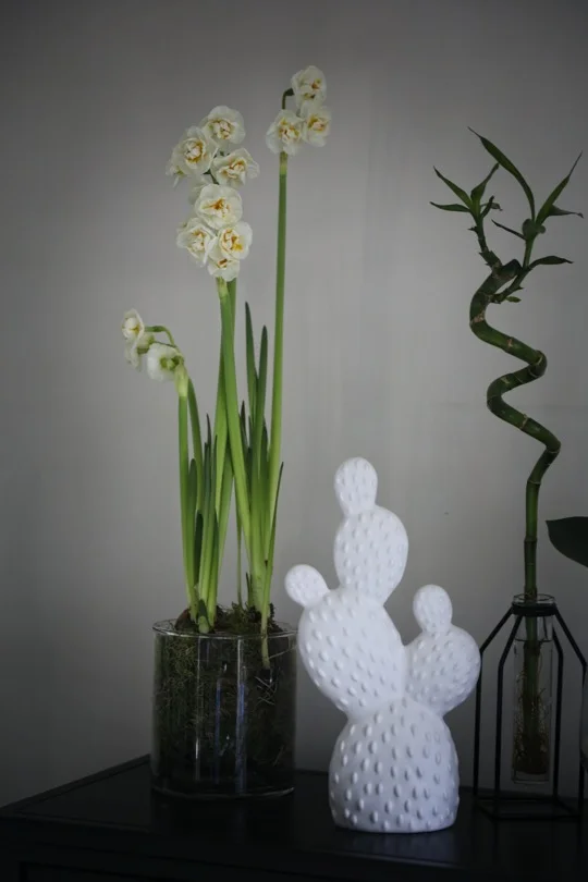 Des narcisses pour fleurir la maison en hiver