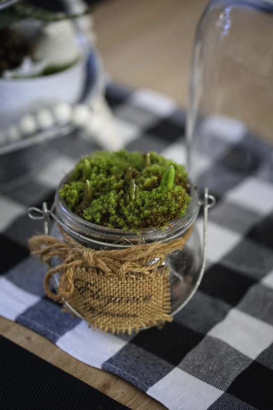 Un jardin sous cloche pour fleurir la maison en hiver