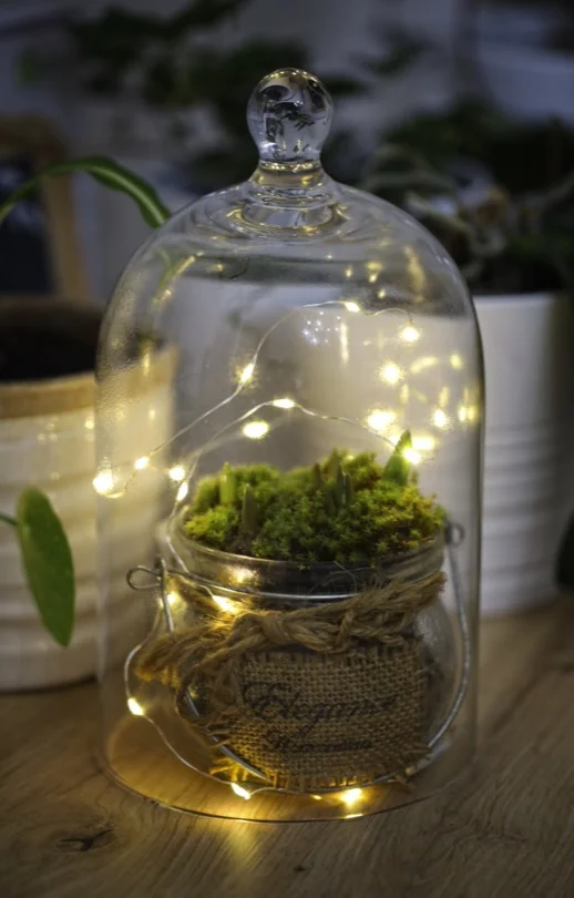 Un jardin sous cloche pour fleurir la maison en hiver